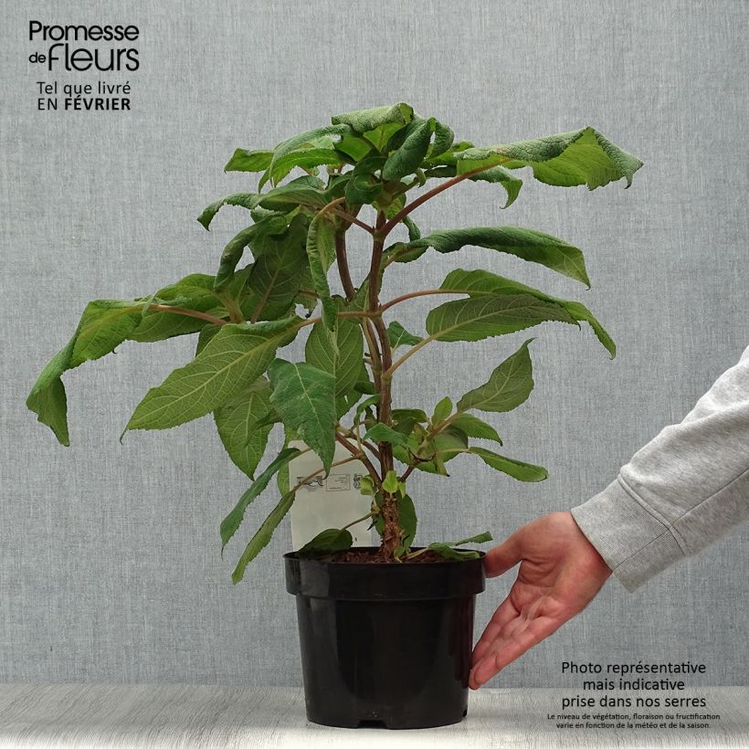 Ejemplar de Hortensia aspera Macrophylla - Hydrangea Maceta 2L/3L entregado en otoño