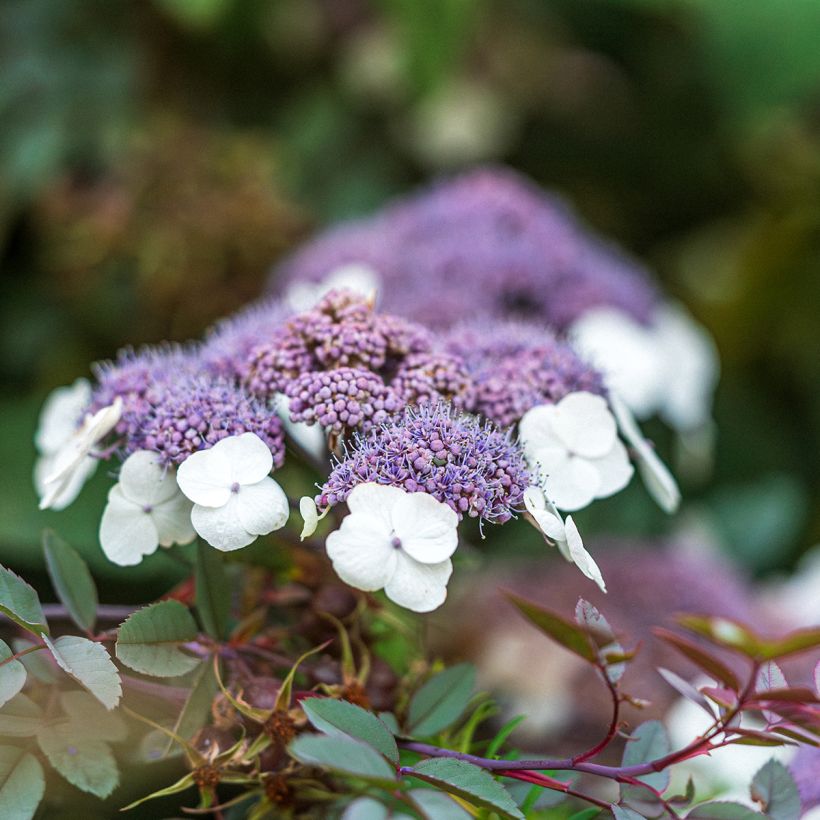Hortensia aspera Macrophylla - Hydrangea (Floración)