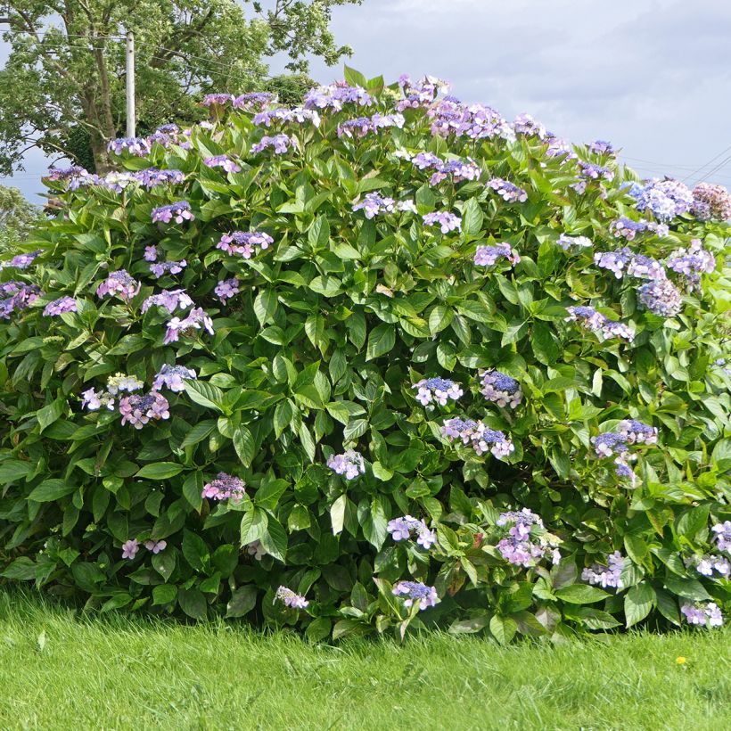 Hortensia aspera Macrophylla - Hydrangea (Porte)