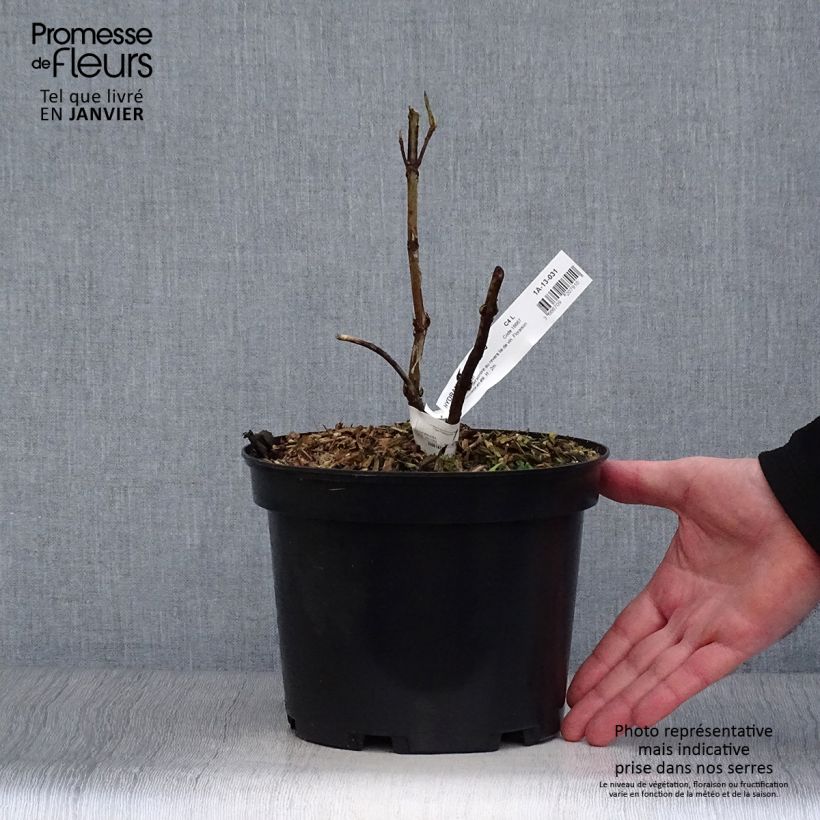 Hortensia aspera Rosemary Foster - Hydrangea Maceta 4L/5L Ejemplar entregado en invierno