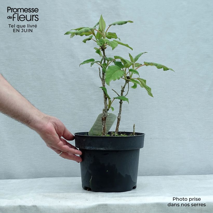 Ejemplar de Hortensia aspera subsp.sargentiana - Hydrangea Maceta 3L/4L entregado en verano