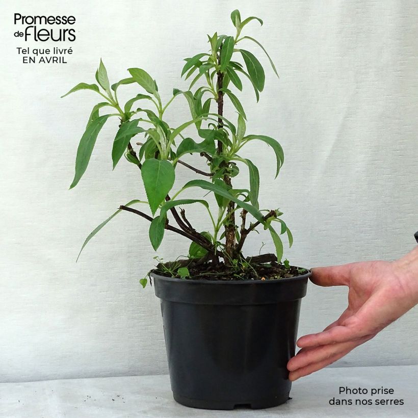 Hortensia aspera Villosa - Hydrangea Maceta 3L/4L Ejemplar entregado en la primavera