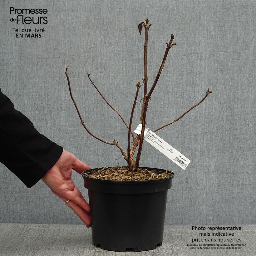 Hortensia aspera Velvet & Lace - Hydrangea Maceta 4L/5L Ejemplar entregado en la primavera