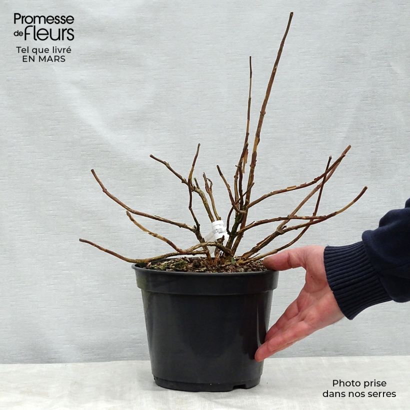 Hortensia involucrata Late Love - Hydrangea Maceta 3L/4L Ejemplar entregado en la primavera