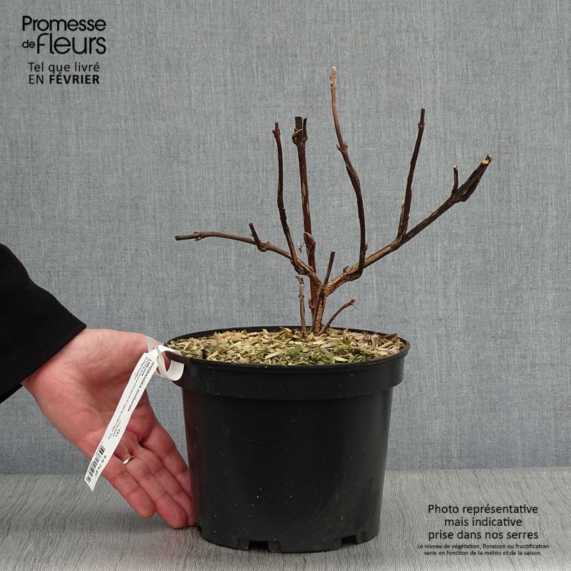 Hortensia involucrata Late Love - Hydrangea Maceta 3L/4L Ejemplar entregado en invierno