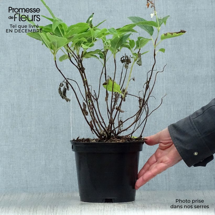 Hortensia involucrata - Hydrangea Maceta 2L/3L Ejemplar entregado en invierno