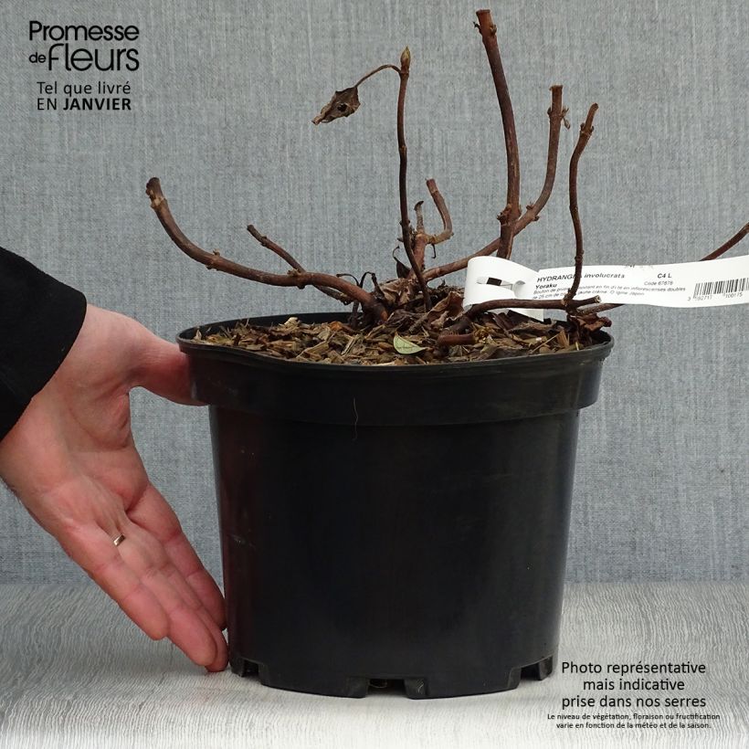 Hortensia involucrata Yoraku Tama - Hydrangea Maceta 4L/5L Ejemplar entregado en invierno