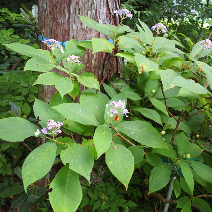 Hortensia involucrata - Hydrangea (Porte)