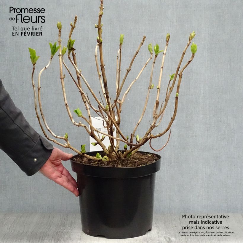 Hortensia macrophylla Ayesha - Hydrangea Maceta 7,5L/10L Ejemplar entregado en invierno