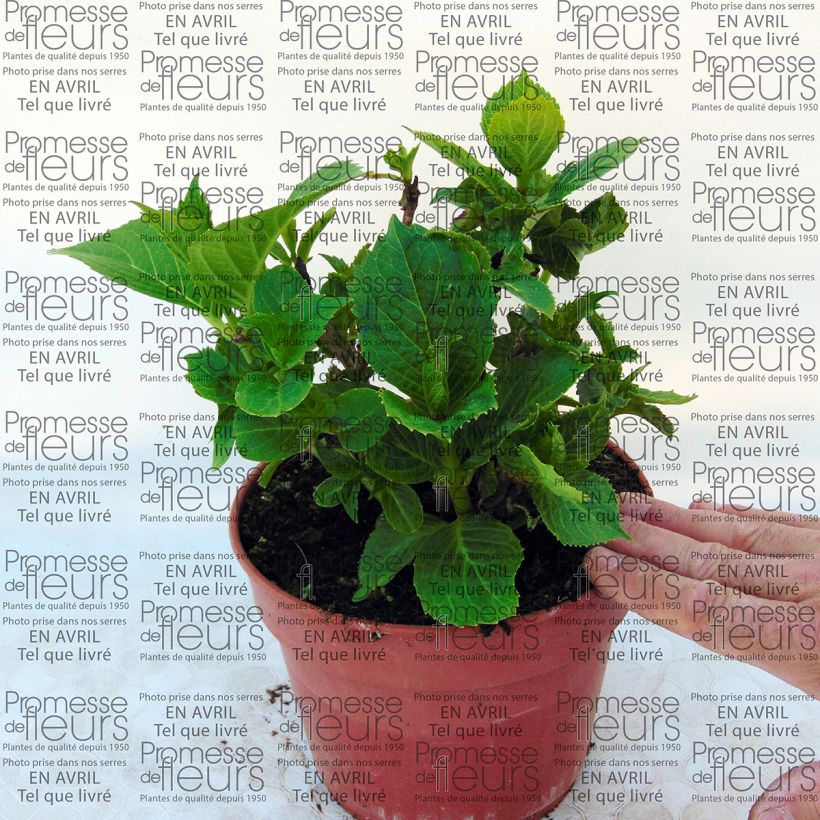 Ejemplo de ejemplar de Hortensia macrophylla Baron Pourpre - Hydrangea Maceta 2L/3L tal y como se entrega