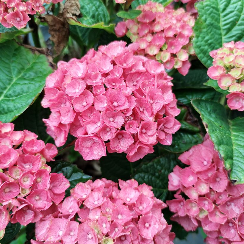 Hortensia macrophylla Baron Rouge - Hydrangea (Floración)