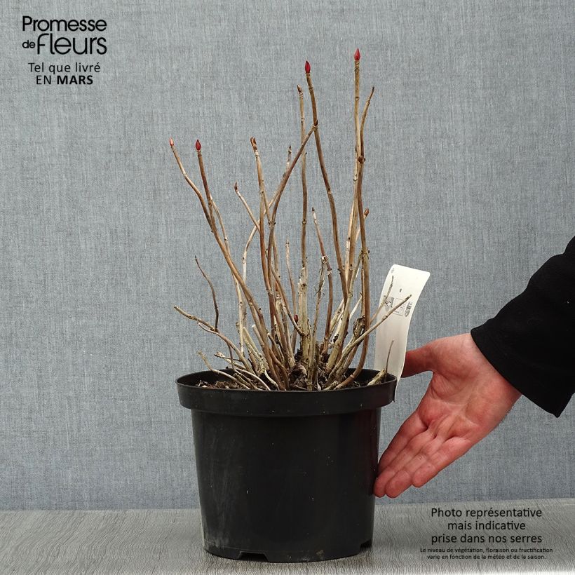 Hortensia macrophylla Baron Rouge - Hydrangea Maceta 4L/5L Ejemplar entregado en invierno