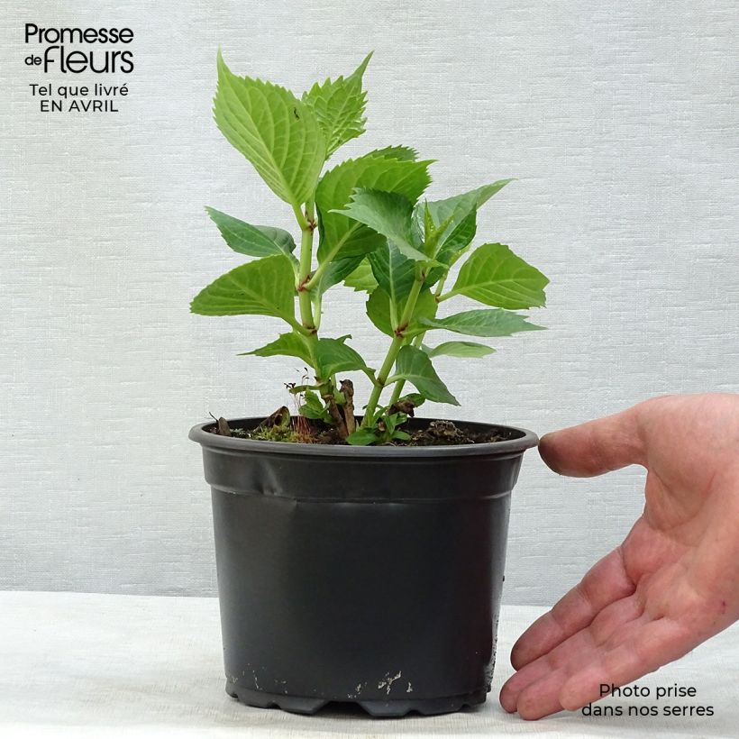 Hortensia macrophylla Baron Rouge - Hydrangea Maceta 2L/3L Ejemplar entregado en la primavera