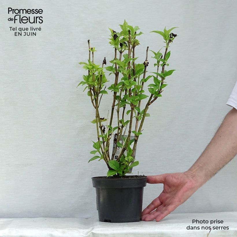 Ejemplar de Hortensia macrophylla Baron Rouge - Hydrangea Maceta 2L/3L entregado en verano