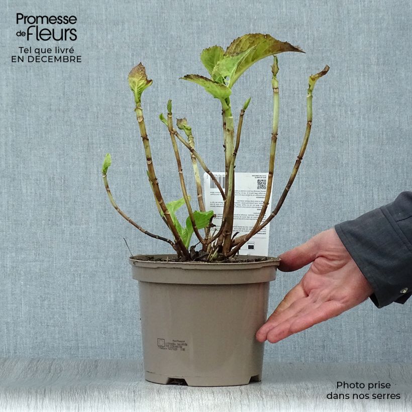 Hortensia macrophylla Baron Rouge - Hydrangea Maceta 2L/3L Ejemplar entregado en invierno