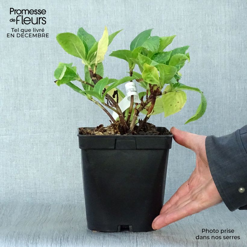 Hortensia macrophylla Beauté Vendômoise - Hydrangea Maceta 2L/3L Ejemplar entregado en invierno
