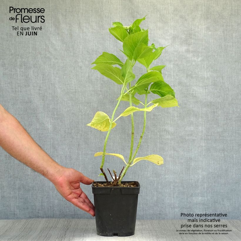 Ejemplar de Hortensia macrophylla Beauté Vendômoise - Hydrangea Maceta 2L/3L entregado en verano