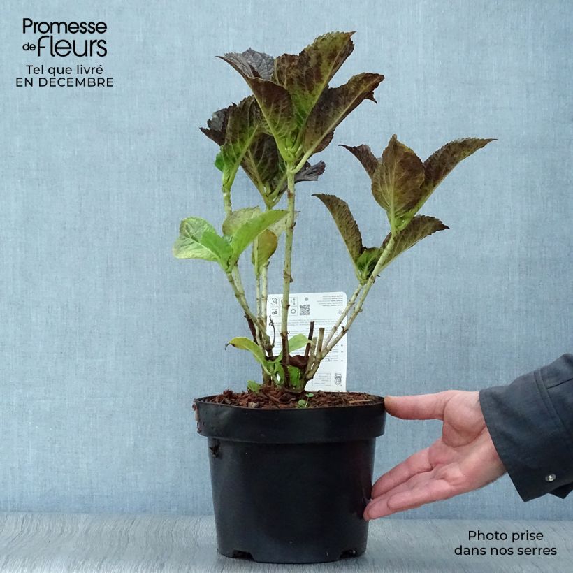Hortensia macrophylla Belle Séduction - Hydrangea Maceta 3L/4L Ejemplar entregado en invierno