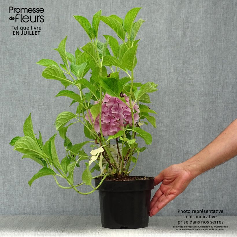 Ejemplar de Hortensia macrophylla Belle Séduction - Hydrangea Maceta 3L/4L entregado en verano