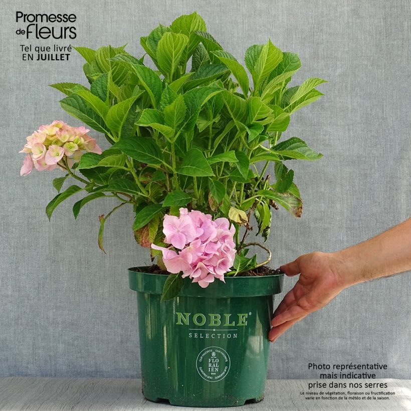 Ejemplar de Hortensia macrophylla Belle Séduction - Hydrangea Maceta 7,5L/10L entregado en verano