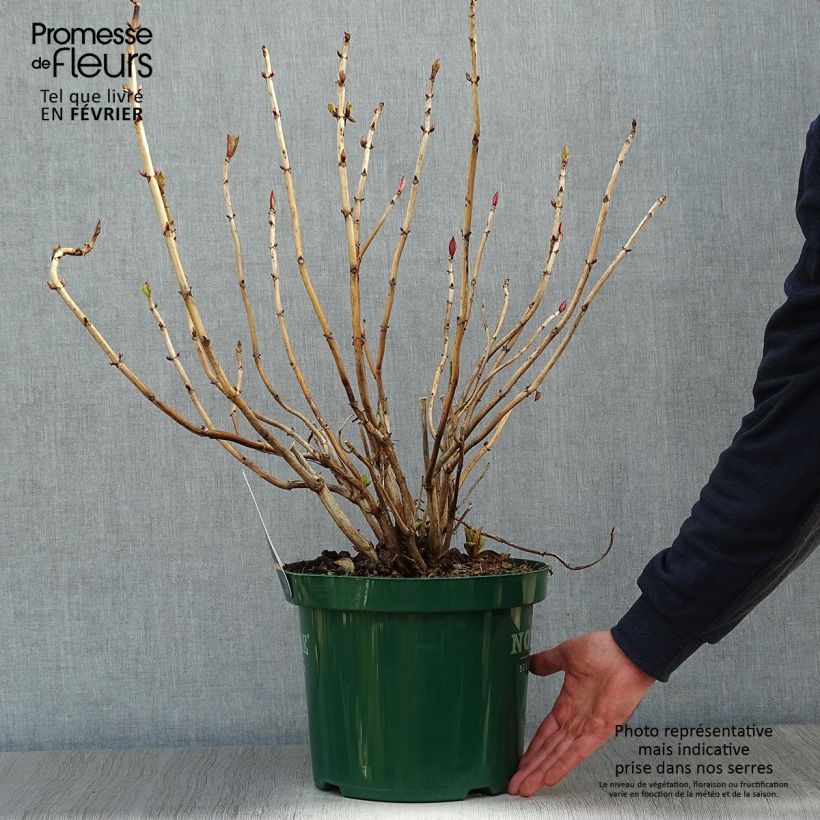 Hortensia macrophylla Belle Séduction - Hydrangea Maceta 7,5L/10L Ejemplar entregado en invierno