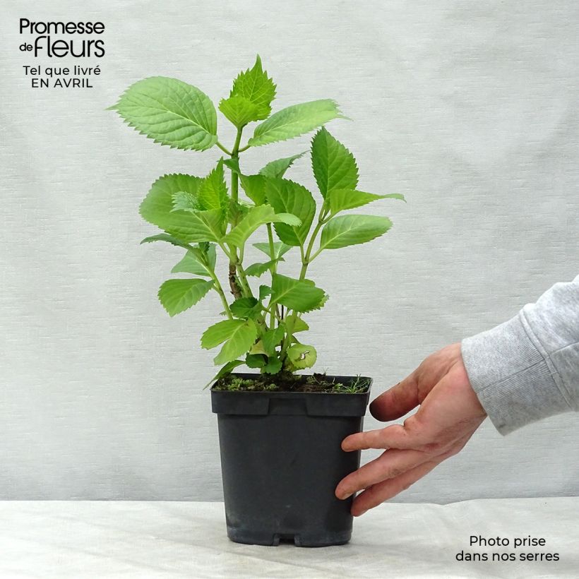 Hortensia macrophylla Benelux Blue - Hydrangea Maceta 2L/3L, Formación arbustiva Ejemplar entregado en la primavera