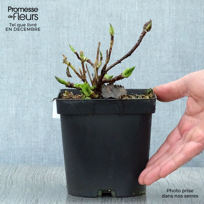 Hortensia macrophylla Benelux Blue - Hydrangea Maceta 2L/3L Ejemplar entregado en invierno