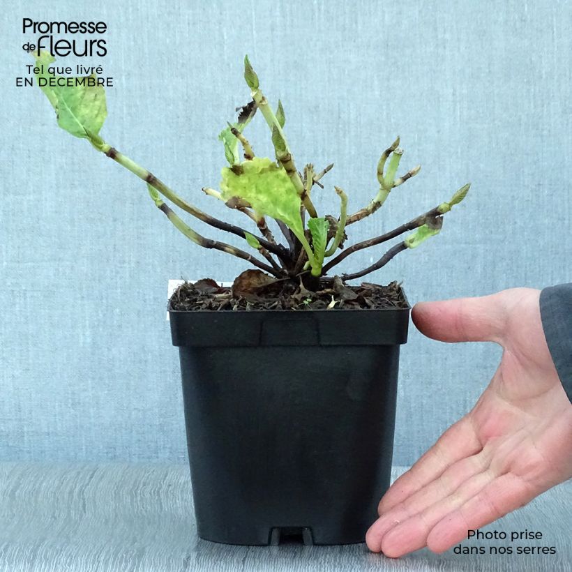 Hortensia macrophylla Benelux Pink - Hydrangea Maceta 2L/3L Ejemplar entregado en invierno