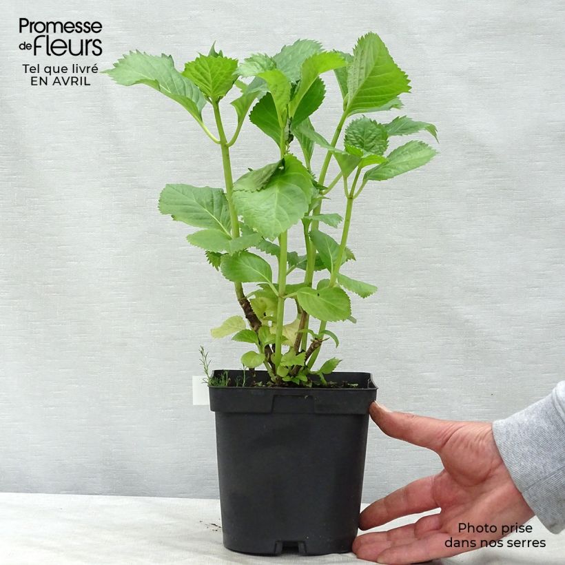 Hortensia macrophylla Benelux Pink - Hydrangea Maceta 2L/3L, Formación arbustiva Ejemplar entregado en la primavera