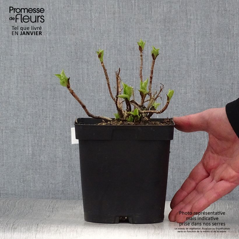 Hortensia macrophylla Big Data Pink - Hydrangea Maceta 2L/3L Ejemplar entregado en invierno