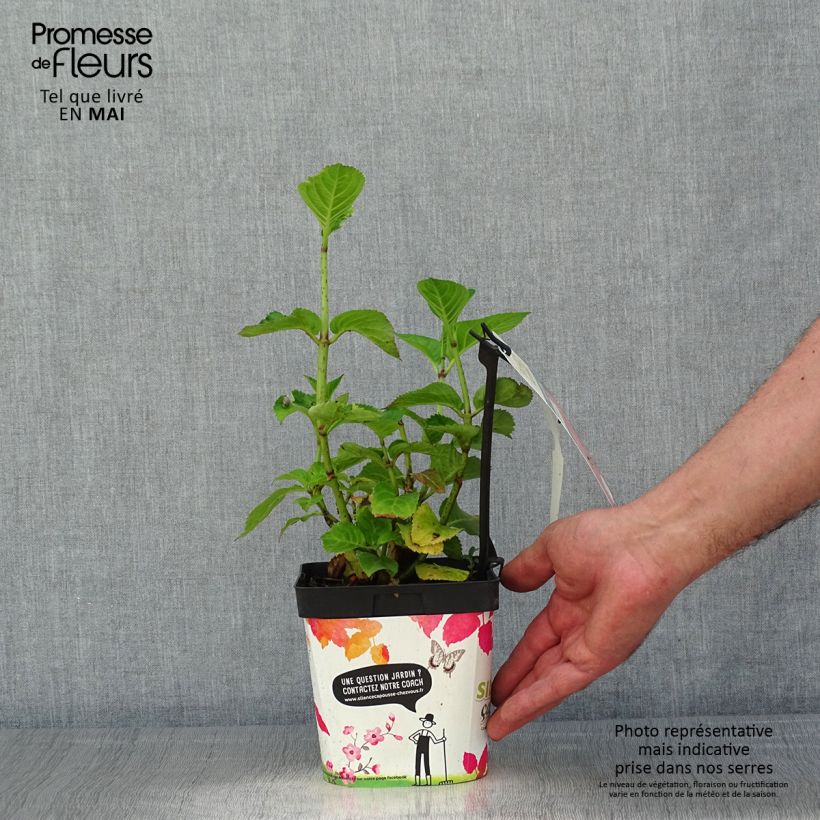 Hortensia macrophylla Big Data Pink - Hydrangea Maceta 2L/3L, Formación arbustiva Ejemplar entregado en la primavera