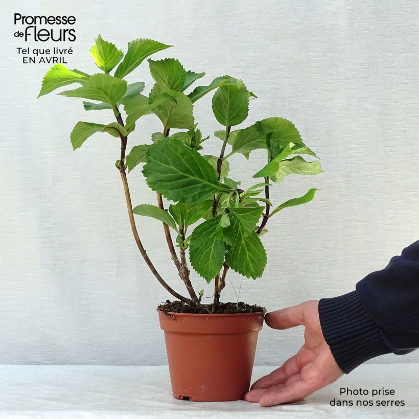 Hortensia macrophylla Black Steel Zebra - Hydrangea Maceta 2L/3L Ejemplar entregado en la primavera