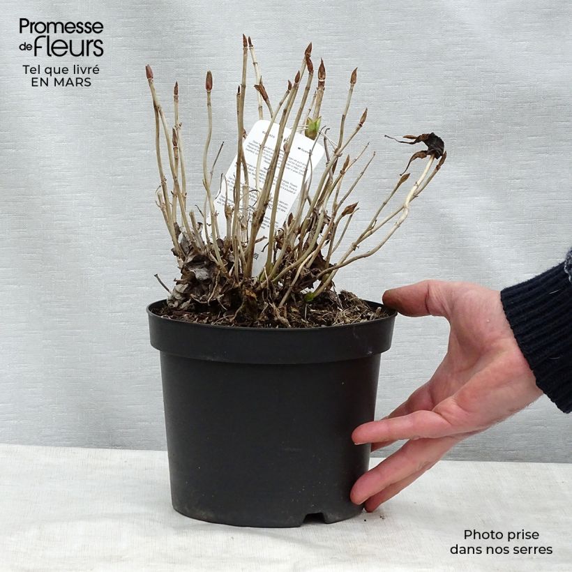 Hortensia macrophylla Blauer Prinz - Hydrangea Maceta 2L/3L Ejemplar entregado en la primavera