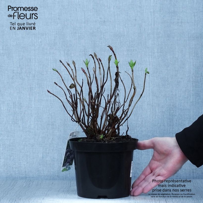 Hortensia macrophylla Blauer Zwerg - Hydrangea Maceta 2L/3L Ejemplar entregado en invierno