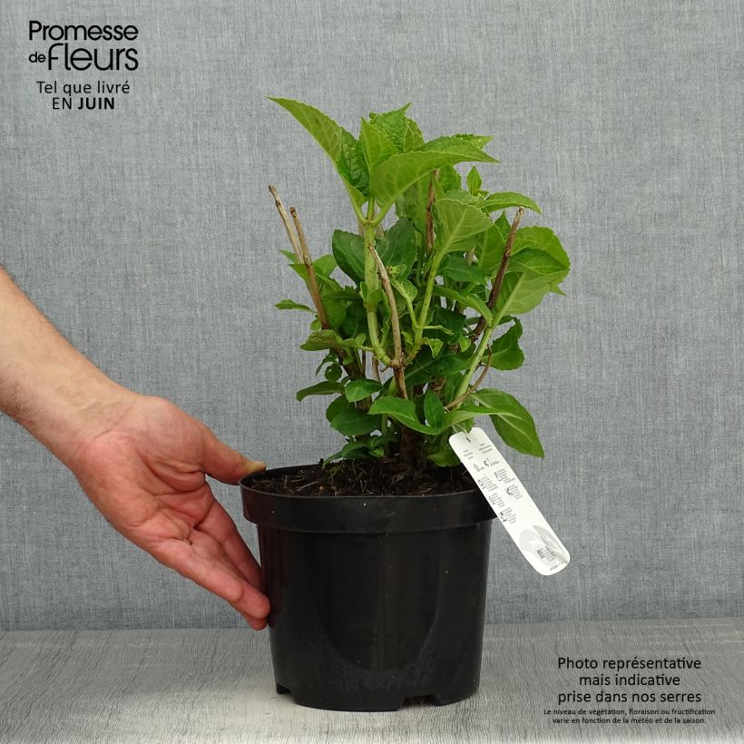 Hortensia macrophylla Blauer Zwerg - Hydrangea Maceta 2L/3L Ejemplar entregado en la primavera