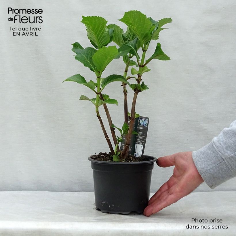Hortensia macrophylla Blaumeise - Hydrangea Maceta 2L/3L Ejemplar entregado en la primavera