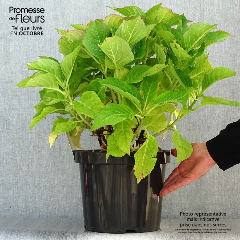 Ejemplar de Hortensia macrophylla Blaumeise - Hydrangea Maceta 7,5L/10L entregado en otoño