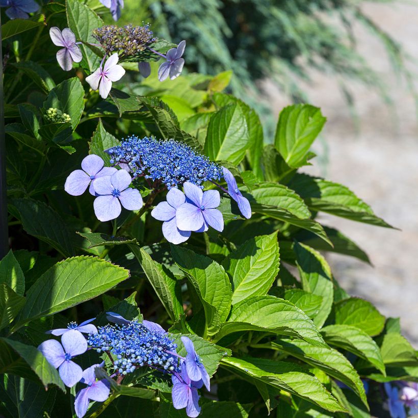 Hortensia macrophylla Blaumeise - Hydrangea (Floración)