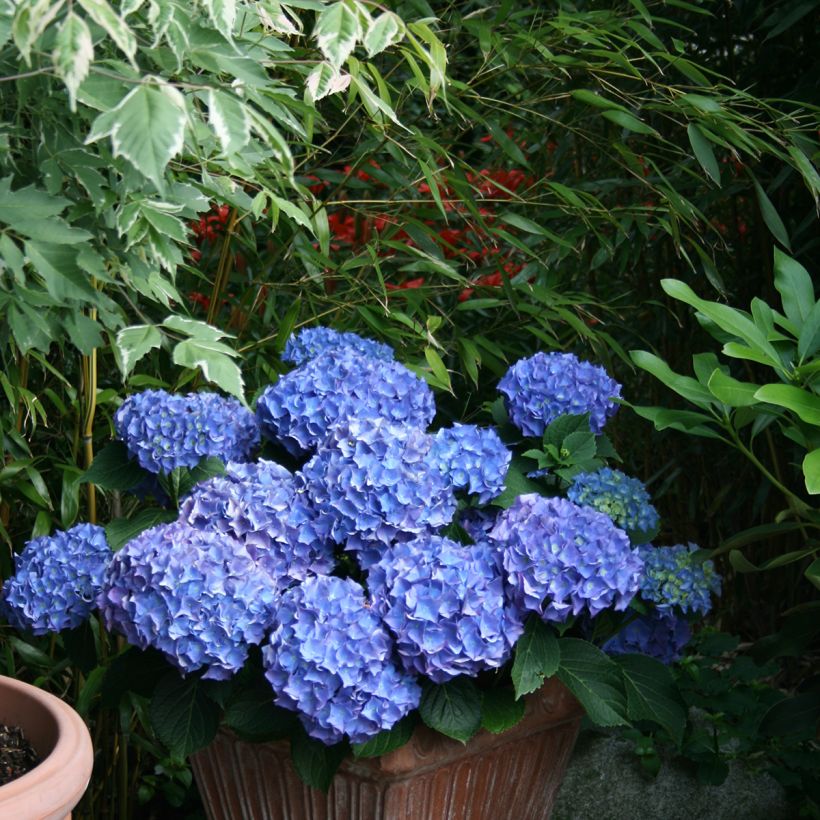 Hortensia macrophylla Blaumeise - Hydrangea (Porte)