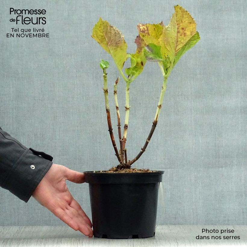 Ejemplar de Hortensia macrophylla Blaumeise - Hydrangea Maceta 2L/3L entregado en otoño