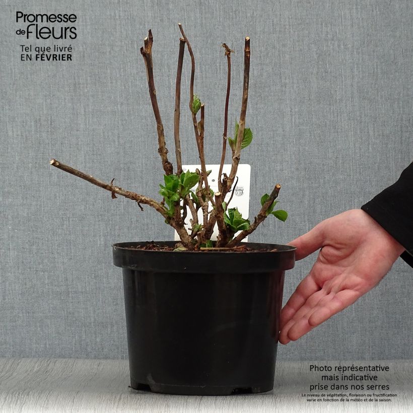 Hortensia macrophylla Blue Sky - Hydrangea Maceta 4L/5L Ejemplar entregado en invierno