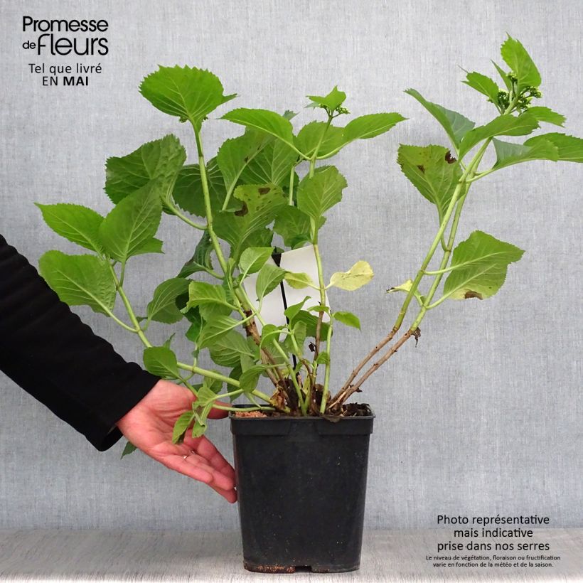 Hortensia macrophylla Blue Sky - Hydrangea Maceta 4L/5L Ejemplar entregado en la primavera