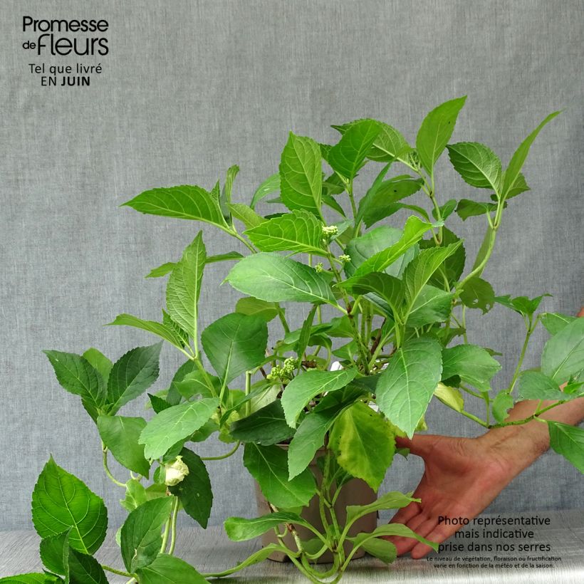 Ejemplar de Hortensia macrophylla Blue wave - Hydrangea Maceta 2L/3L entregado en verano