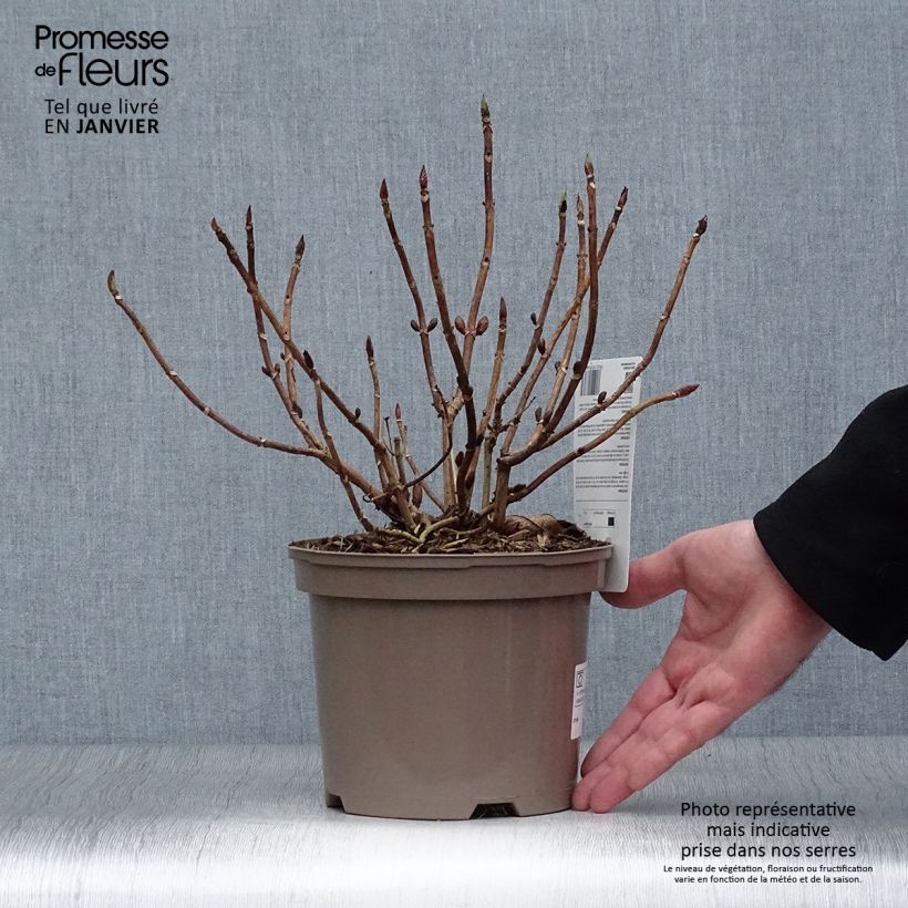 Hortensia macrophylla Blue wave - Hydrangea Maceta 2L/3L Ejemplar entregado en invierno