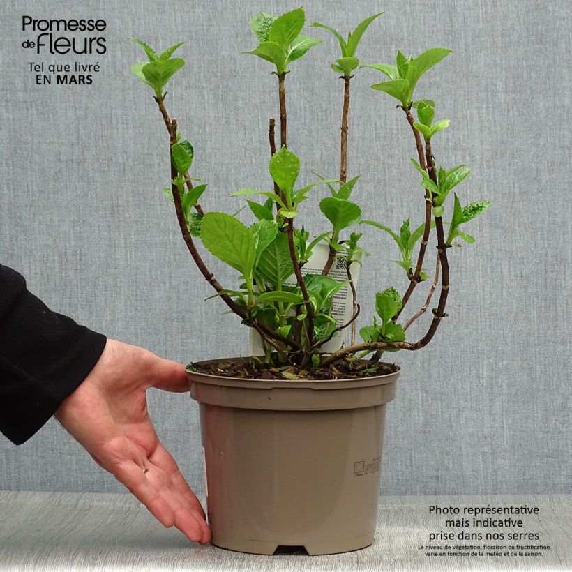 Hortensia macrophylla Blue wave - Hydrangea Maceta 2L/3L Ejemplar entregado en la primavera