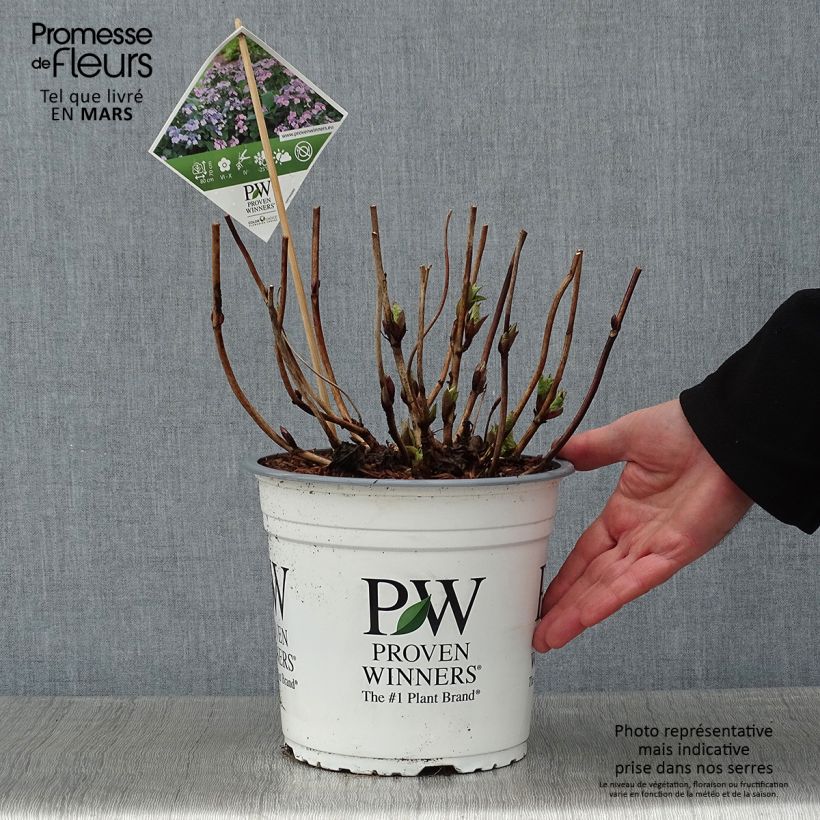 Hortensia macrophylla Blueberry Cheesecake - Hydrangea Maceta 4L/5L Ejemplar entregado en invierno