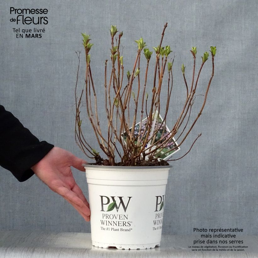 Hortensia macrophylla Blueberry Cheesecake - Hydrangea Maceta 4L/5L Ejemplar entregado en la primavera