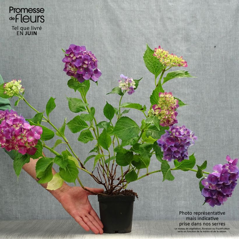 Ejemplar de Hortensia macrophylla Bodensee - Hydrangea Maceta 2L/3L entregado en verano