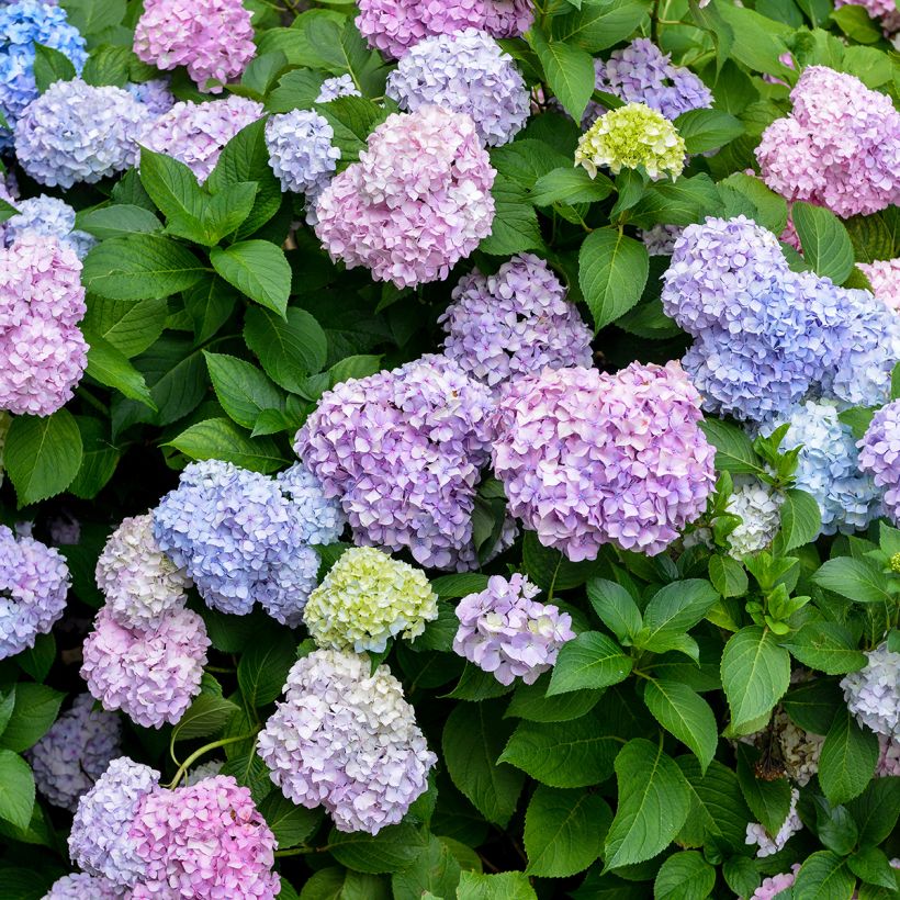 Hortensia macrophylla Bodensee - Hydrangea (Floración)