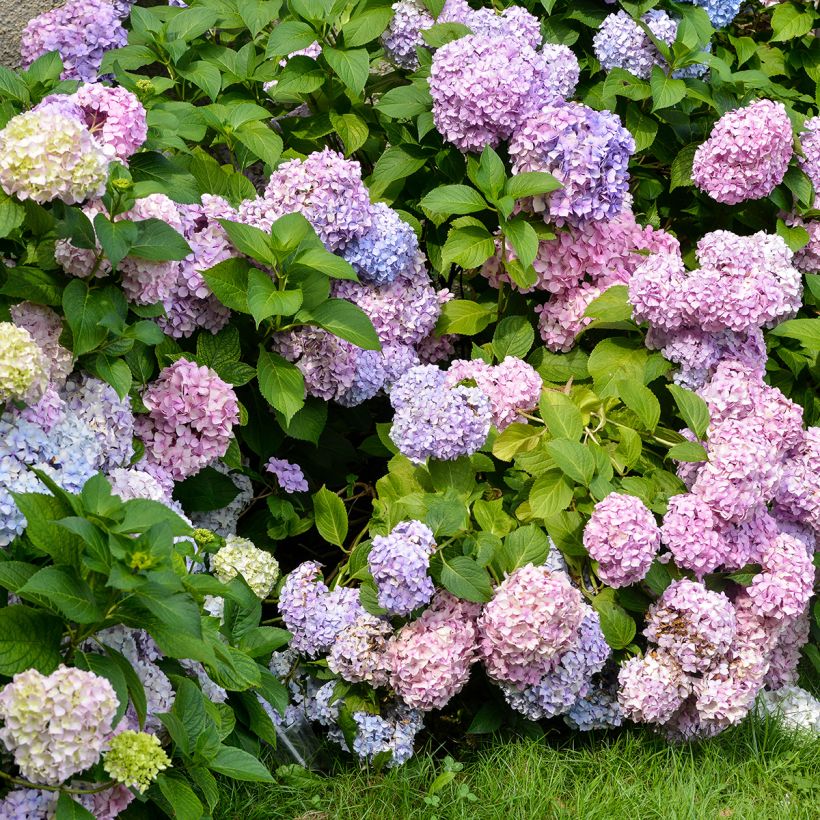 Hortensia macrophylla Bodensee - Hydrangea (Porte)
